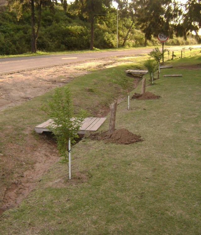 Los arbustos plantados al costado de la ruta