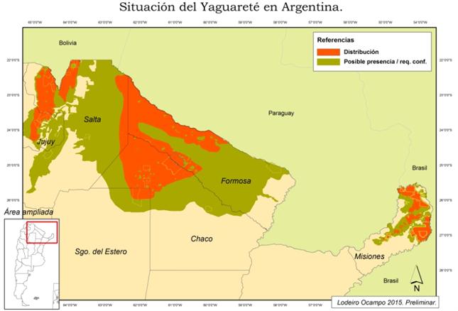 Las estimaciones oficiales indican que sólo en el mejor de los casos, quedarían 250 yaguaretés en la Argentina y no más de 30 en la región chaqueña, donde Hidvégi cazó uno. Foto: Red Yaguareté