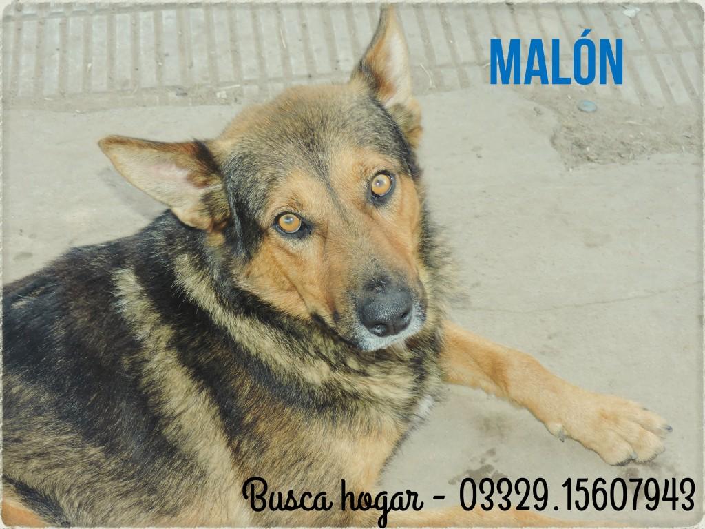 malon