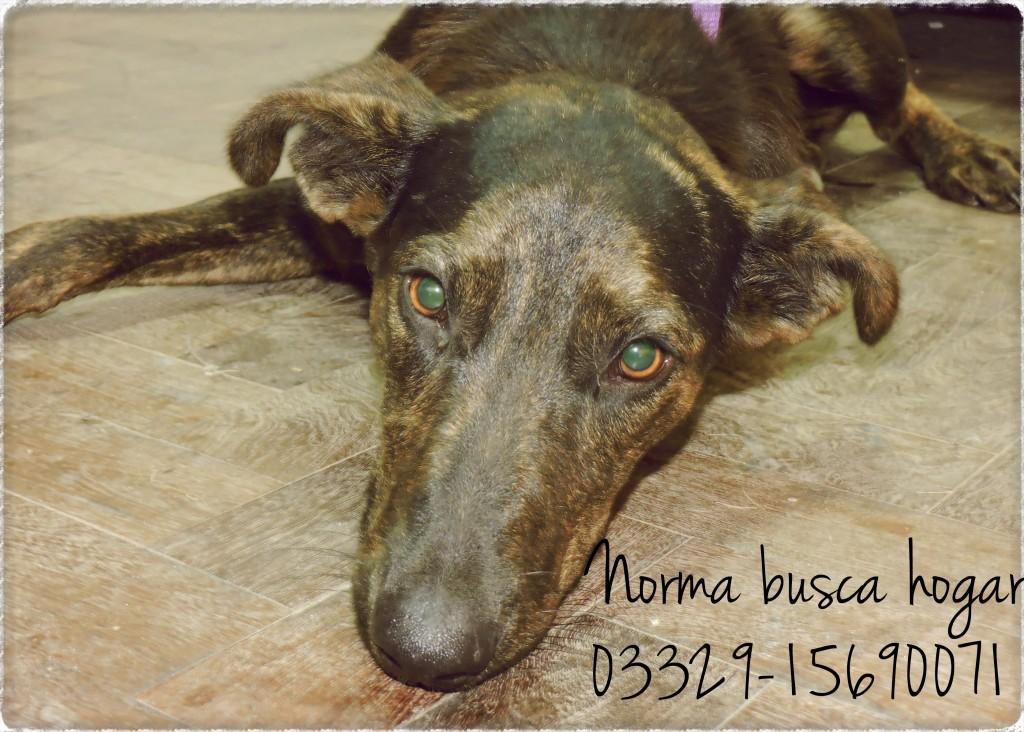 norma