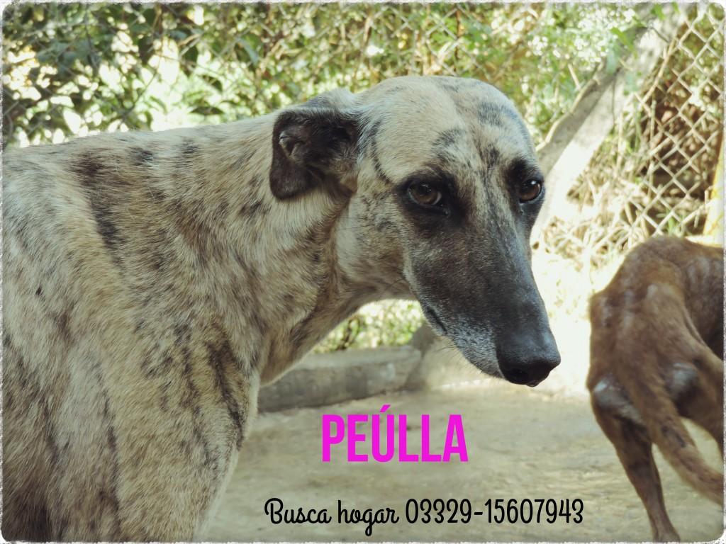 peulla1