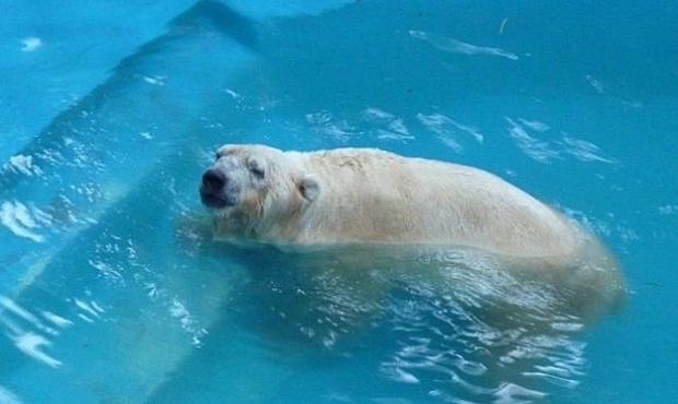 20160507172252_oso_arturo_2016_005