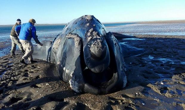20160625160508_ballena