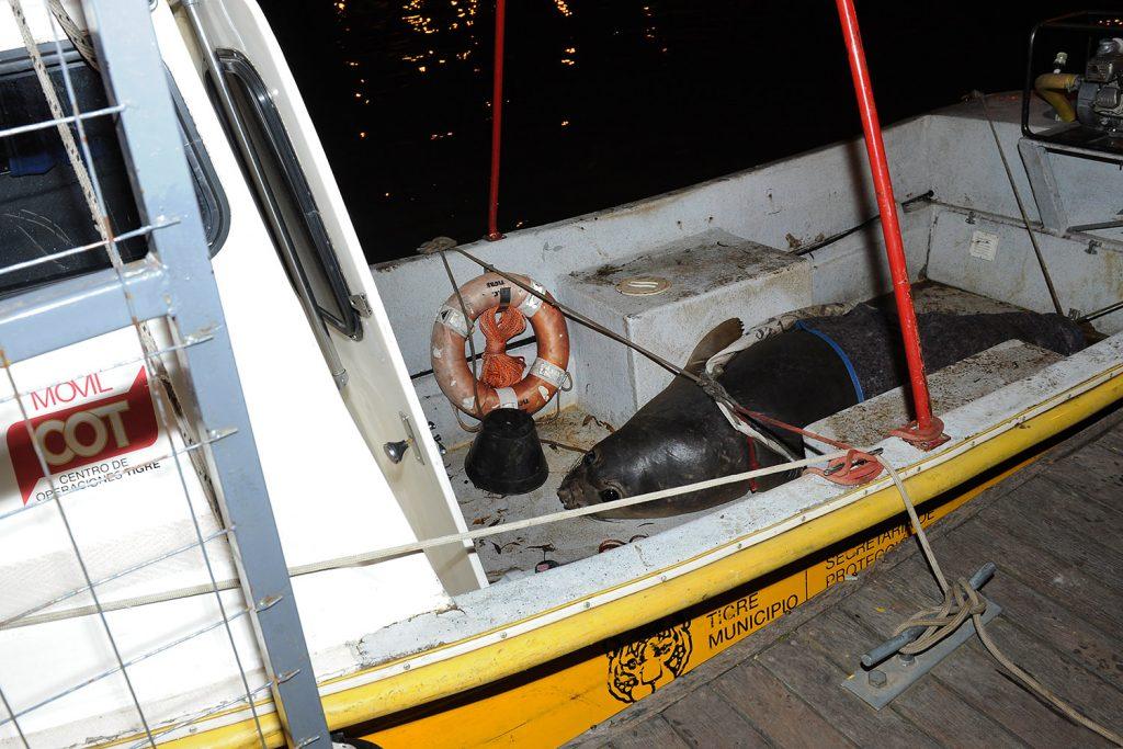 3 exitoso operativo en Tigre