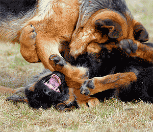 agresion_canina_1