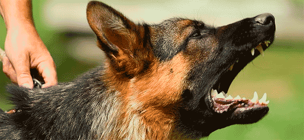 agresion_canina_2_web