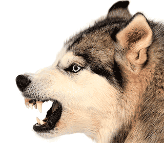 agresion_canina_3_web