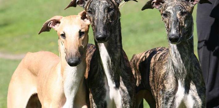 galgo1