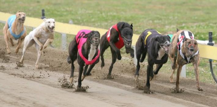 galgo_carrera_0