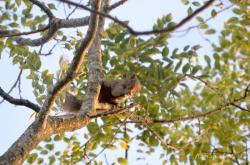 m_01052016-Callosciurus-erythraeus-Jauregui--Caminito