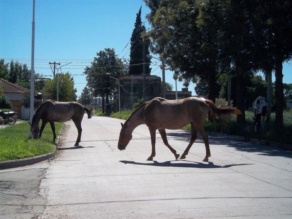 Caballos.-bti