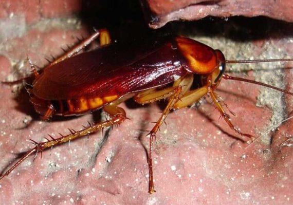 cucaracha-570x399