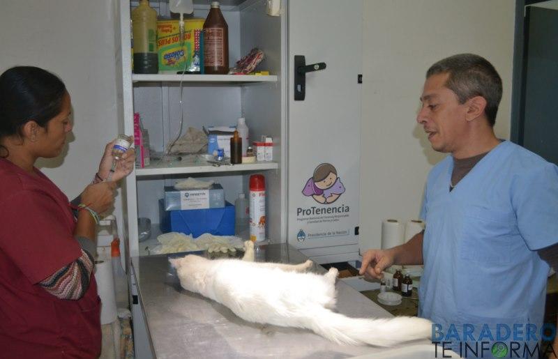 El Dr. Heraldo Bogliolo, médico veterinario entrerriano radicado en Baradero, lleva hechas más de 5000 castraciones.